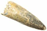 Rare, Serrated Fossil Spinosaurus Tooth - Real Dinosaur Tooth #249483-1